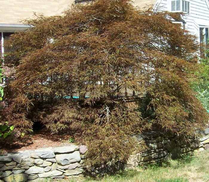 Japanese Maple Tree