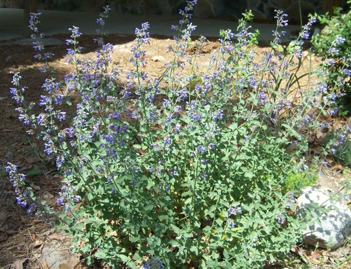 Catmint