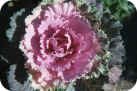 Ornamental Cabbage