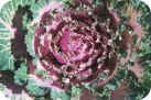 Ornamental Cabbage