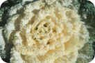 Ornamental Cabbage