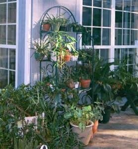 A large plant collection