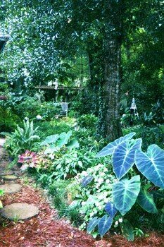 Houseplants in the yard