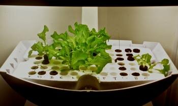 AeroGarden Lettuce