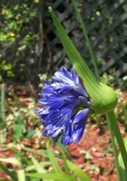 Agapanthus bloom