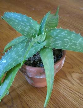 Aloe arborescens