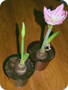 Amaryllis - after three weeks