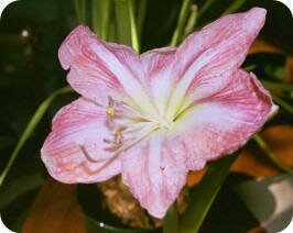 Amaryllis "Apple Blossom"