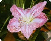 Amaryllis "Apple Blossom"