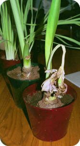 Amaryllis - after