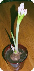 Amaryllis - after two weeks