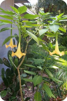 Angel Trumpet