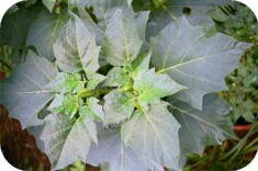 Angel Trumpet buds