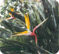 Bird of Paradise