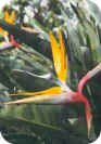 Bird of Paradise