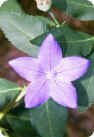 Platycodon Grandiflorus