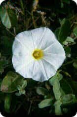 Beach Morning Glory