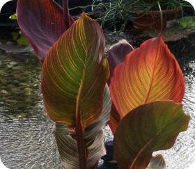 Canna photos by Linda Anthony, Granite Falls, WA