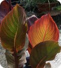 Canna photos by Linda Anthony, Granite Falls, WA