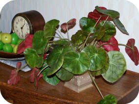 Beefsteak Begonia