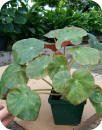 Begonia erythrophylla