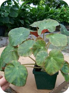 Beefsteak Begonia