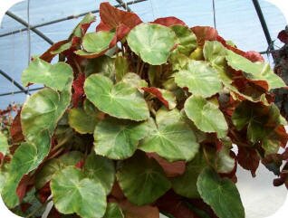 Beefsteak Begonia