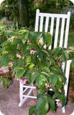 Begonia in Rocking Chair