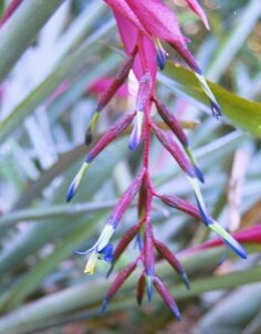 Billbergia bloom