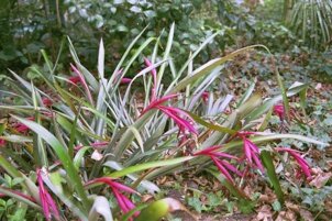 Billbergia bloom