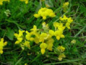 Birdsfoot Trefoil