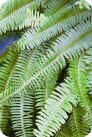 Boston Fern