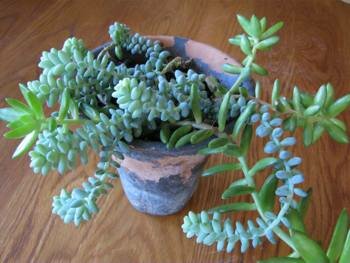 Sedum morganianum