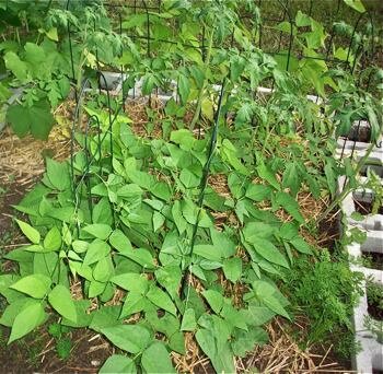 Bush Beans after seven weeks