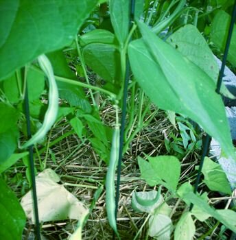 close up of bush beans