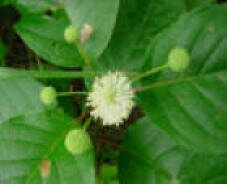 Buttonbush