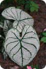 Caladium