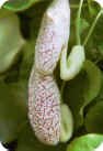 Aristolochia macrophylla