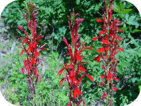 Cardinal Flower