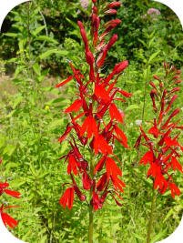 Cardinal Flower