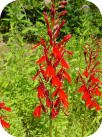 Cardinal Flower by Ed Utz