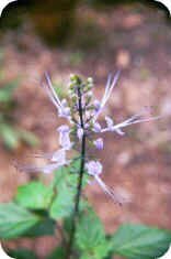 Cat's Whiskers