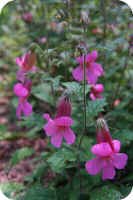 Chinese foxglove