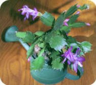 Christmas Cactus