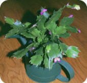 Christmas Cactus