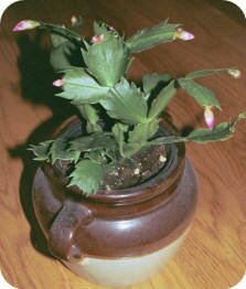 Christmas Cactus