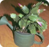 Christmas Cactus