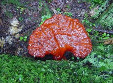 Ganoderma tsugae by Ed Utz