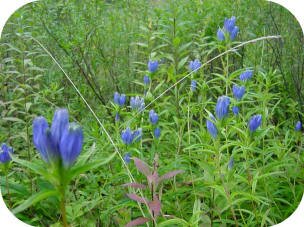 Closed Gentian