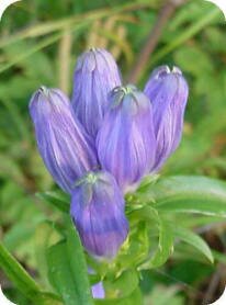 Closed Gentian